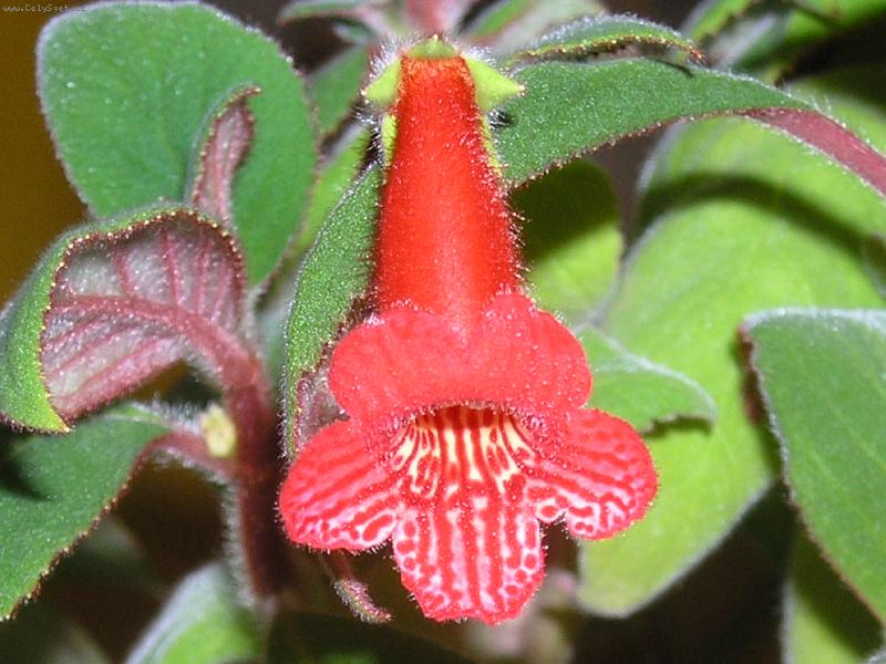 Foto: pokojov� kyti�ka-chlupat� n�dhera