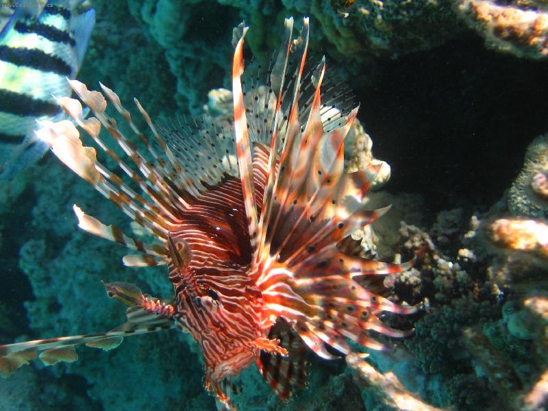 Foto: Perut�n z Dahabu,Egypt-ryba z kor�lov�ho �tesu