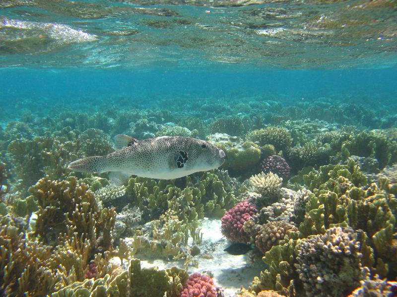 Foto: Ryba na kor�lov�m �tesu-Kor�lov� �tes v Dahabu,Egypt