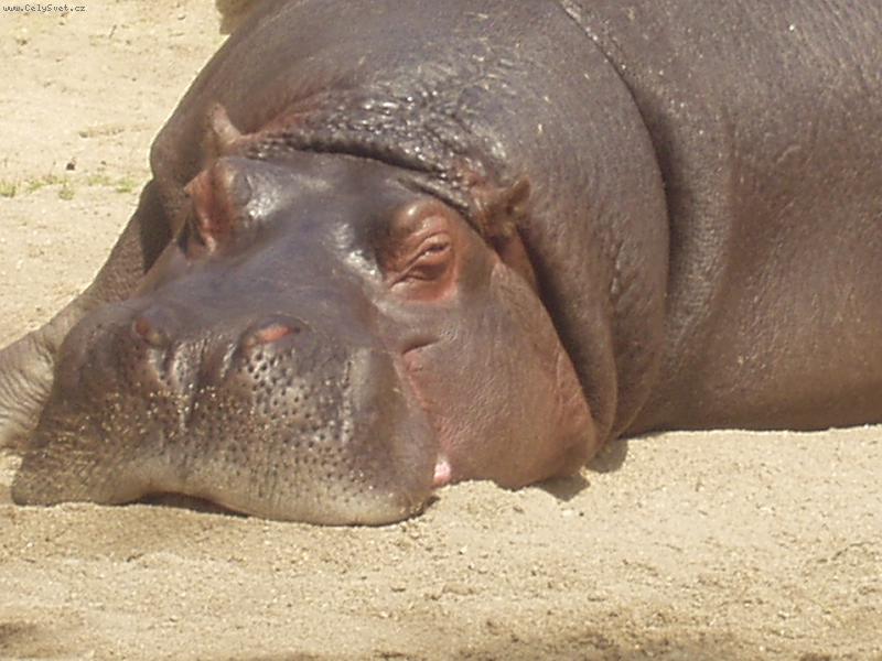 Foto: ZOO Praha-Jen si tak trochu zd��mnout