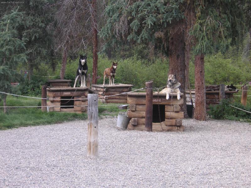 Foto: Sledge dogs-Husky-Alaska