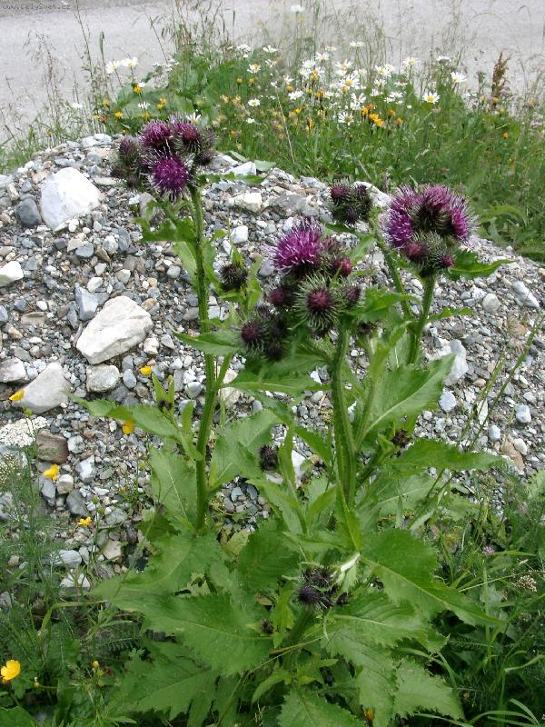 Foto: bodl�k v Alp�ch