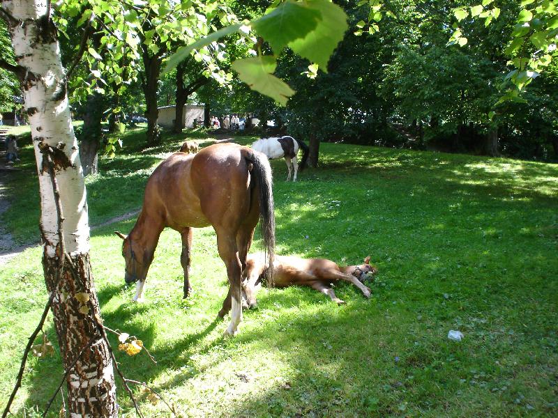 Foto: odpo��vaj�c� kon�