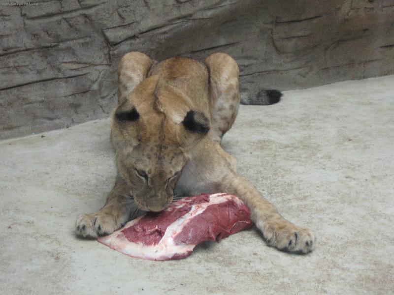 Foto: M�amka-Takov� tro�ku jin� �i�inka