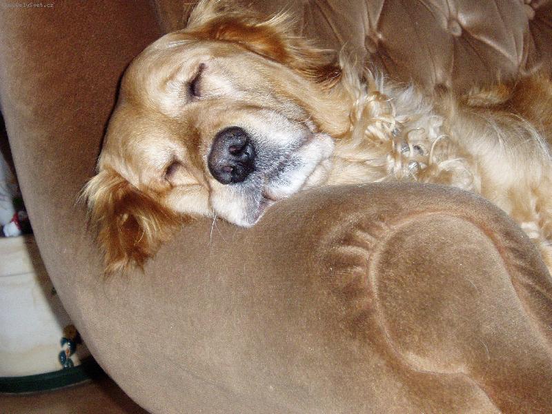 Foto: poledn� siesta