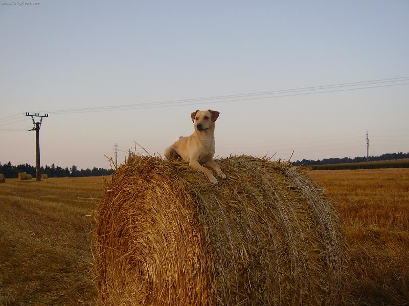 Foto: M�j k��zen� pejsek Kim