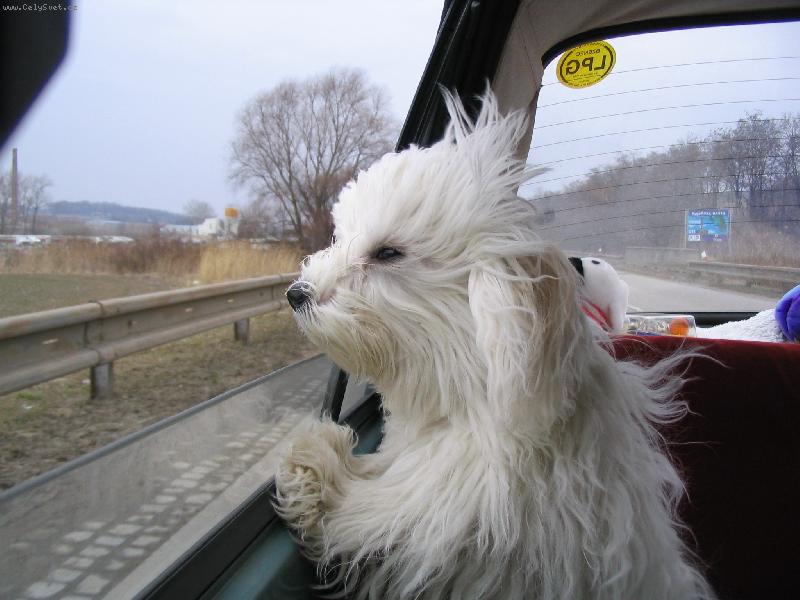 Foto: n� mal� cestovatel-lacky a v�tr v z�dech