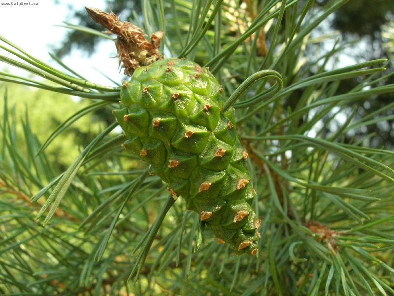 Foto: �i�ka detail-nen� kr�sn�?