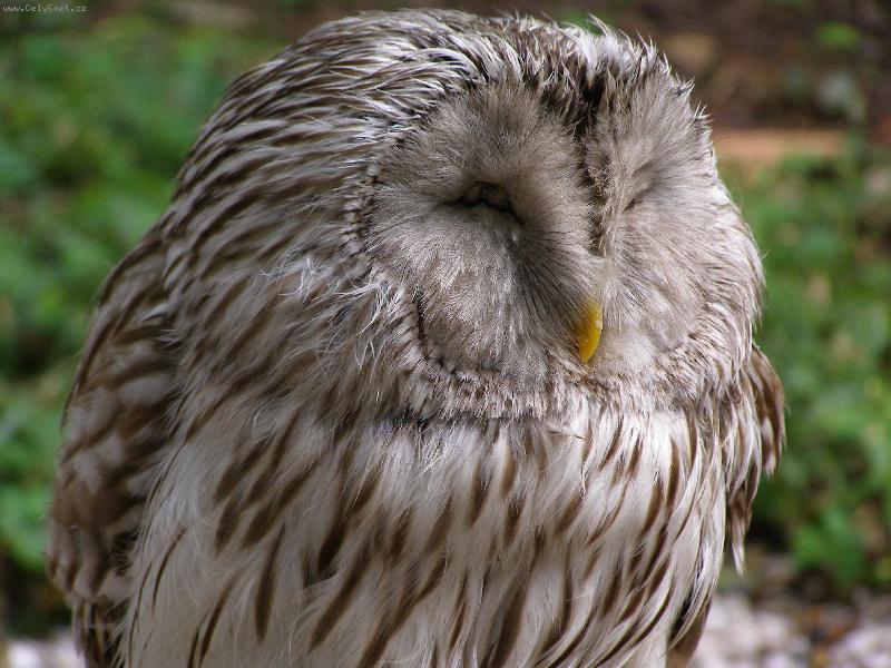 Foto: sova na Zbirohu