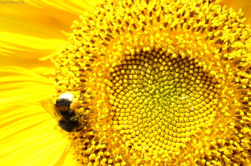 Foto: �mel��ek-�mel�k na slune�nici-moje foto!