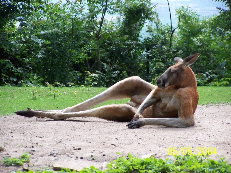 Foto: zasn�n�-no klokan