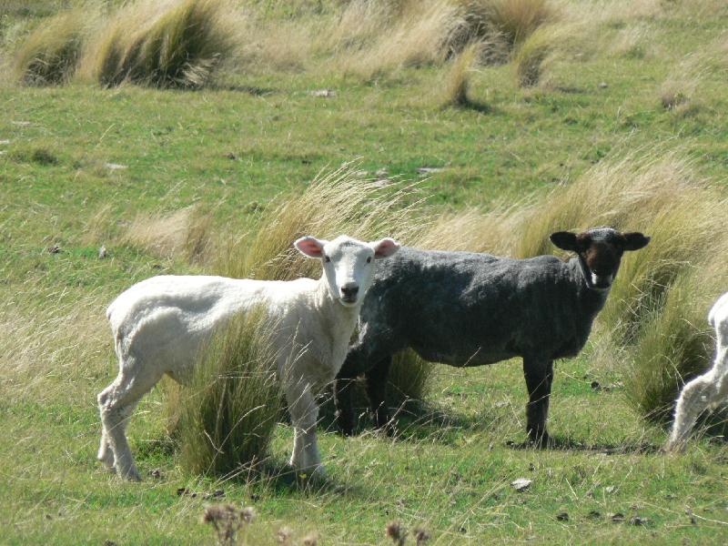 Foto: ovce Nov�ho Z�landu