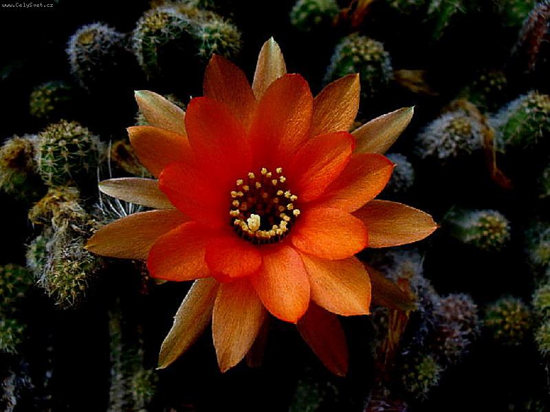 Foto: Tak kvete kaktus