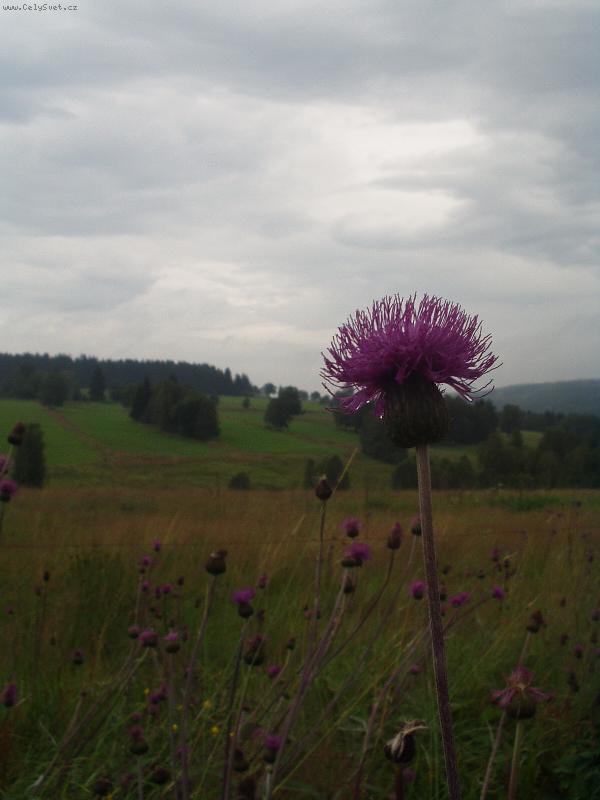 Foto: Ve�er na �umav�-Kouzlo letn�ho ve�era