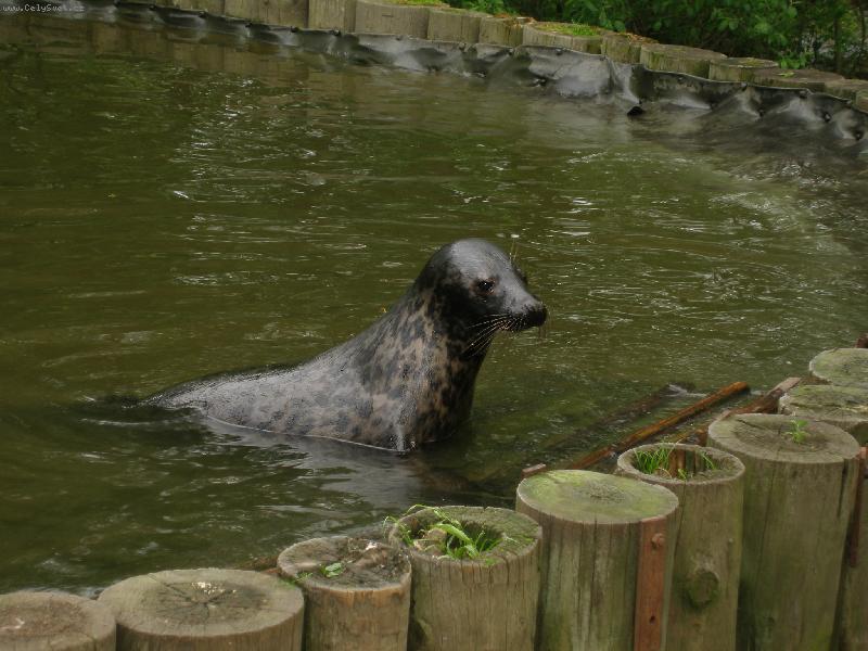 Foto: tule�-krmen�