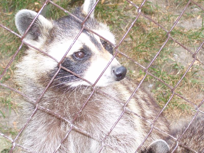 Foto: medv�dek m�val