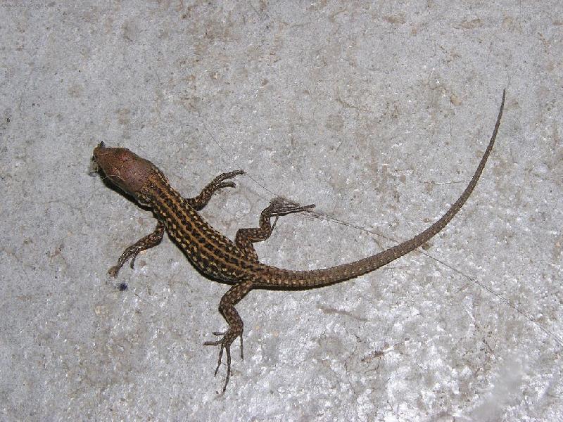 Foto: mal� je�t�rka