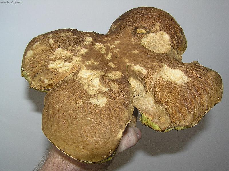 Foto: �TY�L�STEK PRO �T�ST�-kouzlo podzimu...