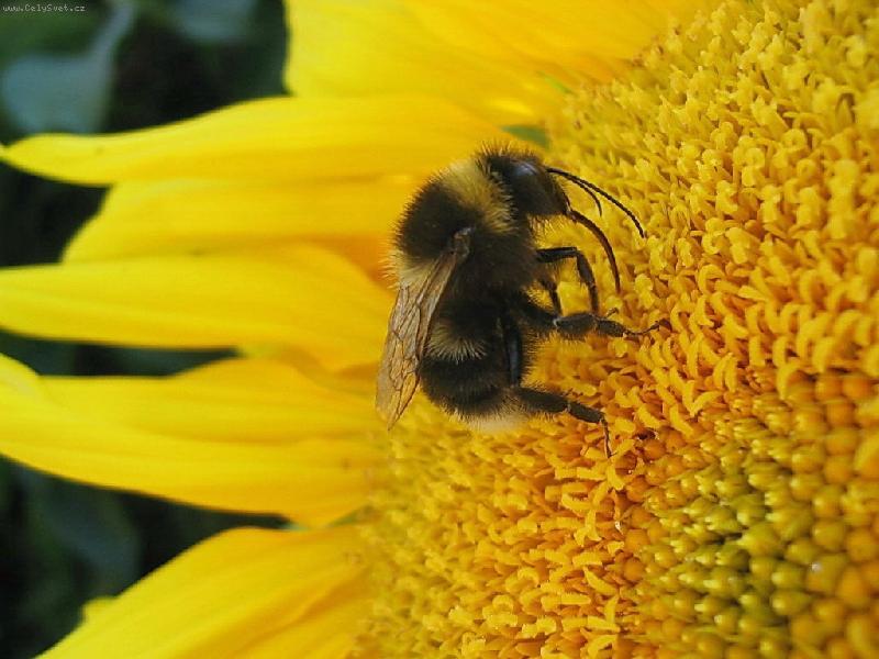 Foto: �mel�k...-�mel�k na slune�nici...