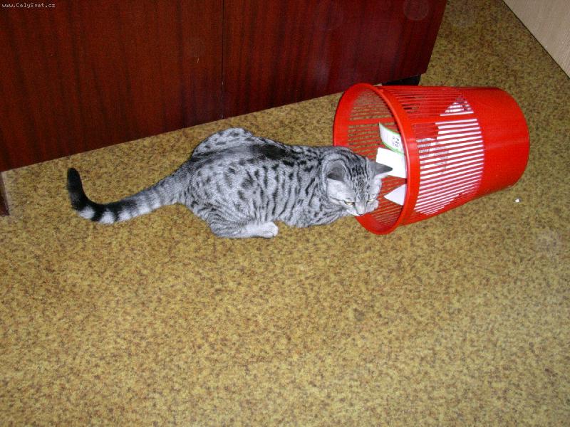 Foto: Ko�oberka