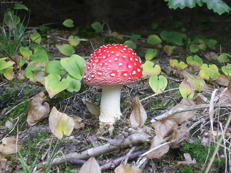 Foto: Vydal jsem se na houby....-....a pak �e nerostou !