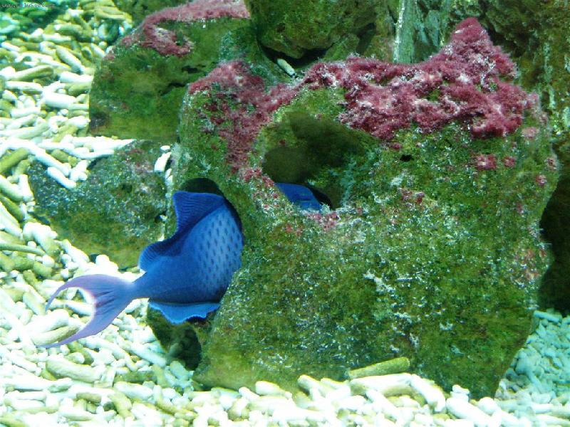 Foto: a schov�m se v�m......-rybka v Mo�sk�m sv�t� v Praze