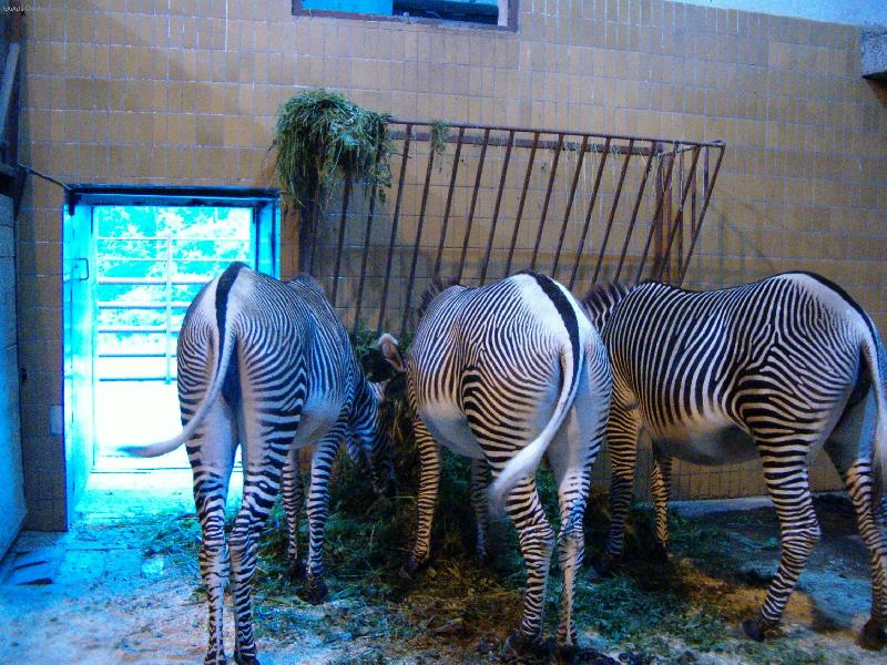 Foto: zebry-To jsou ale prdelky co?