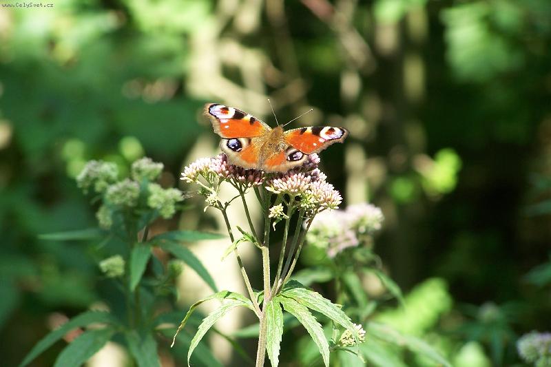 Foto: dotknout se kr�sy