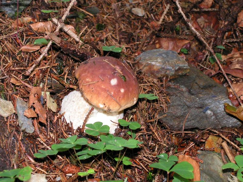 Foto: hribek-kdo si me utrhne?