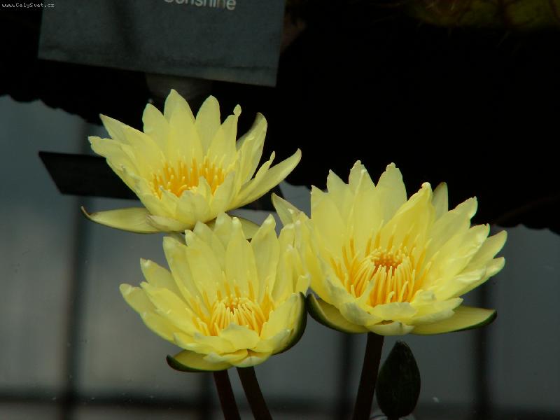 Foto: Lekno-Kew gardens v GB