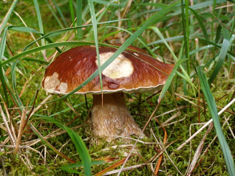 Foto: H�ib-Dne�n� �lovek v�niv�ho houba�e