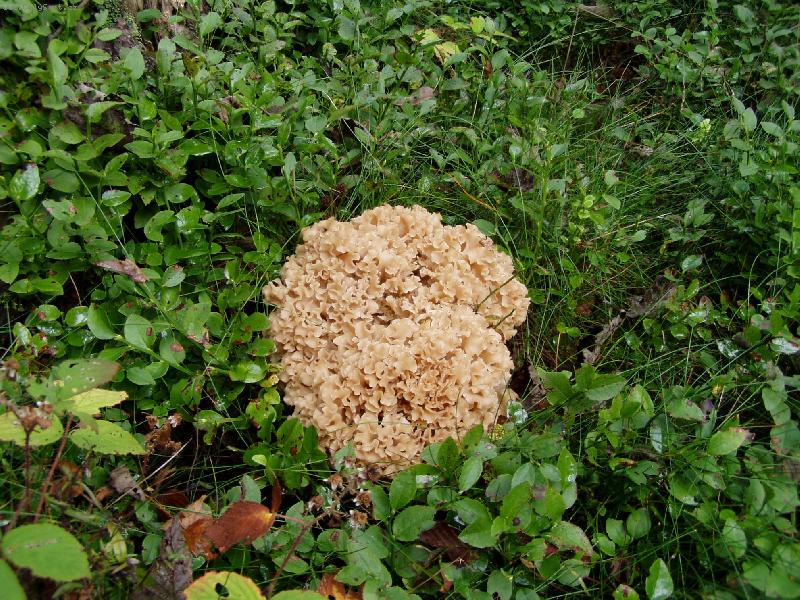 Foto: Houby-Kotr� kade�av�