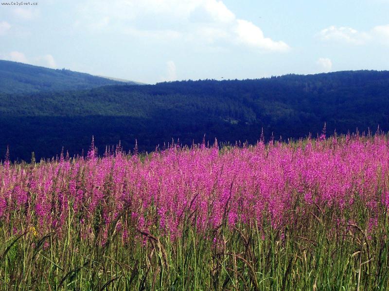 Foto: Rozkvetl� louka