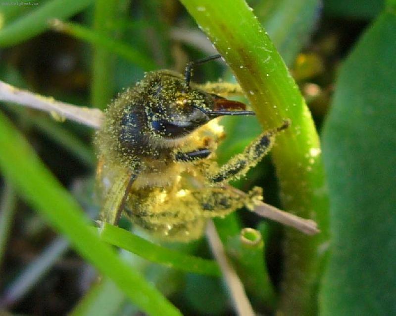 Foto: V�ela medonosn�-P�epracovan� v�elka