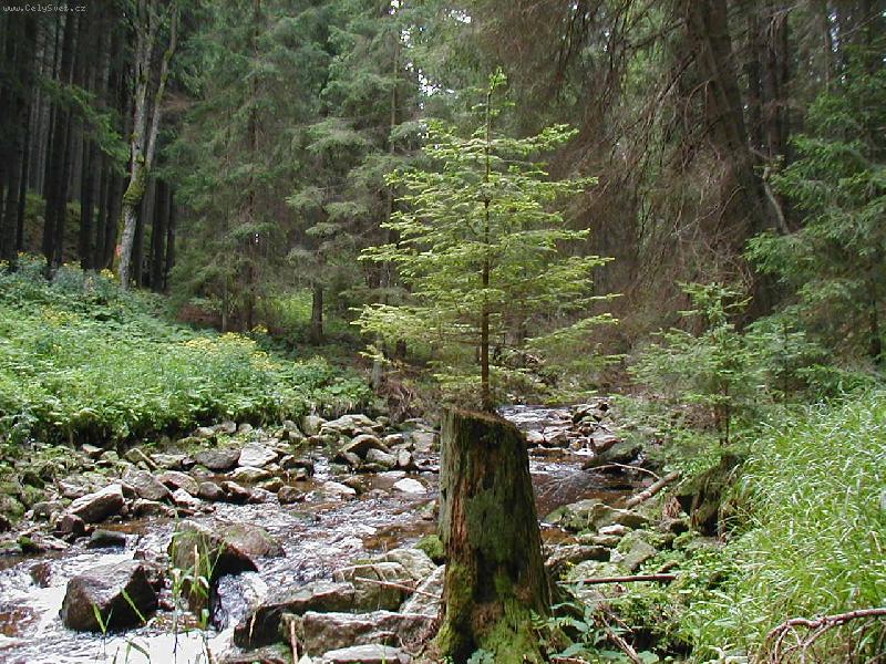 Foto: Smrk rostouc� ze smrku-Novohradsk� Hory