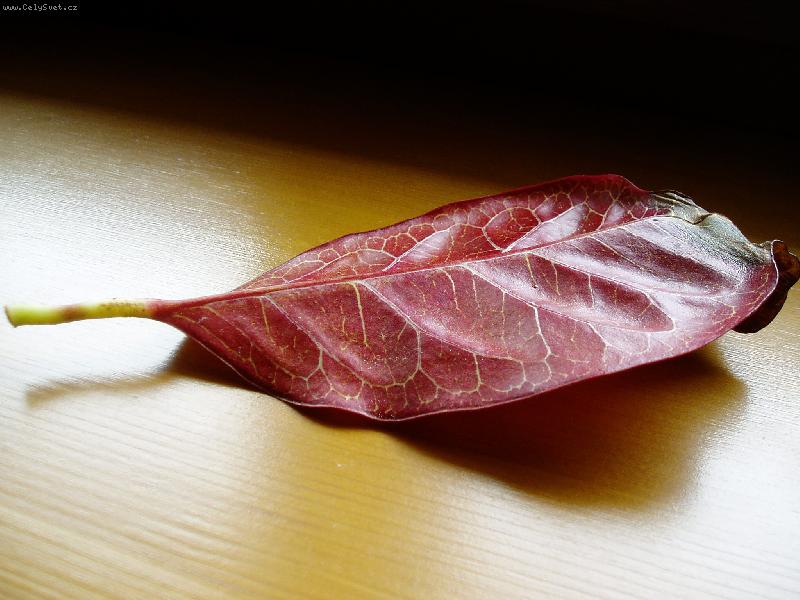 Foto: List-List nezn�m� kytky focen� na parapetu !