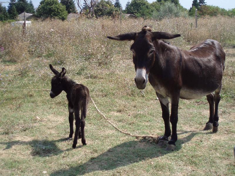 Foto: Wil�m Tell-sna� se trefit c�l