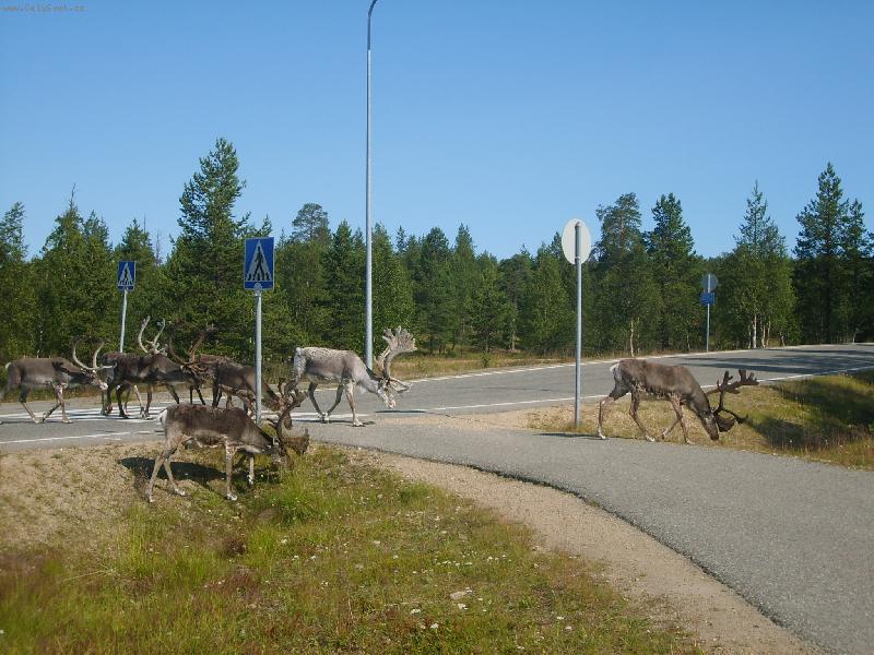 Foto: Lapland 2006-Sob um� tak� p�ech�zet po p�echodu pro chodce