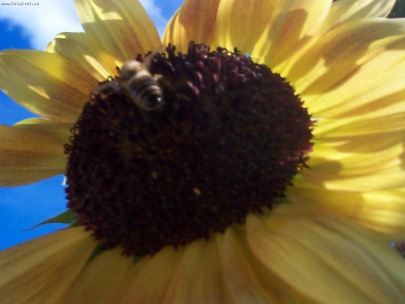 Foto: Odlet v�elky