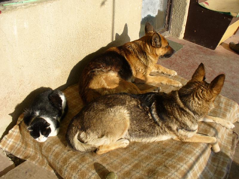 Foto: Macku, nespi a hl�dej!-To jsem to zase chytil, kr�t ps�m z�da