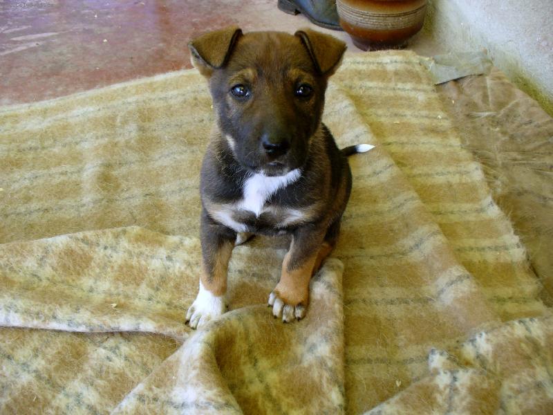 Foto: K��enec - m�ma je �eskosl. vl��k a t�ta NO k��en� s pidbulem-Mysl�te, �e tak� vyrostu?