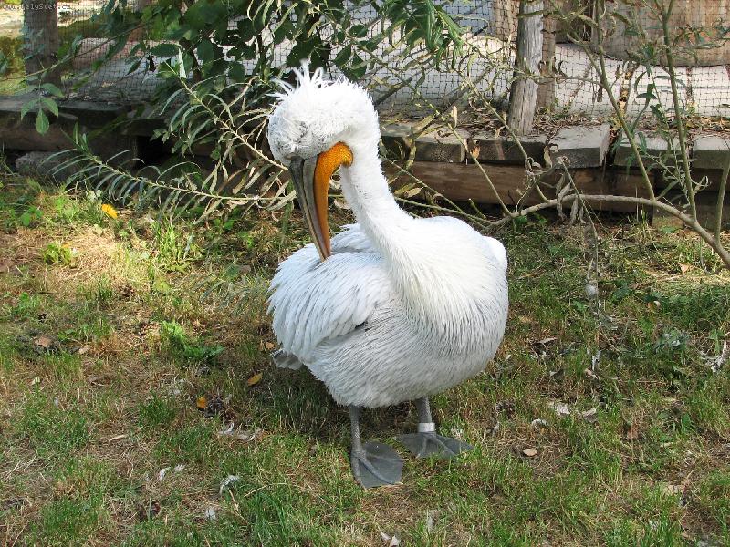 Foto: Kr�len�-Pe�liv� �pravy pelik�n� sle�ny