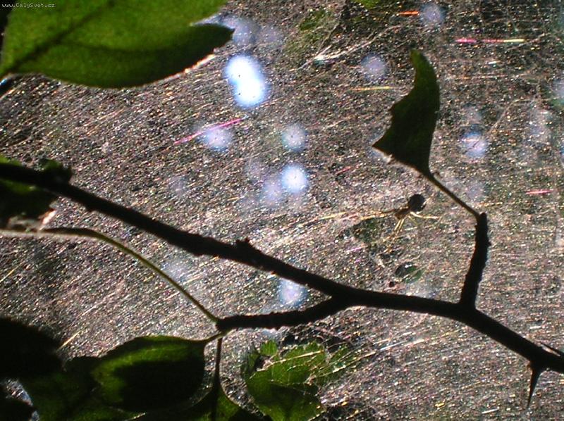 Foto: duhov� pavu�ina-kr�sn� hra tenk�ch vl�ken a sv�tla i s tv�rcem