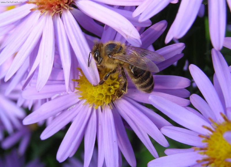 Foto: V�elka-..piln� a� do podzimku..