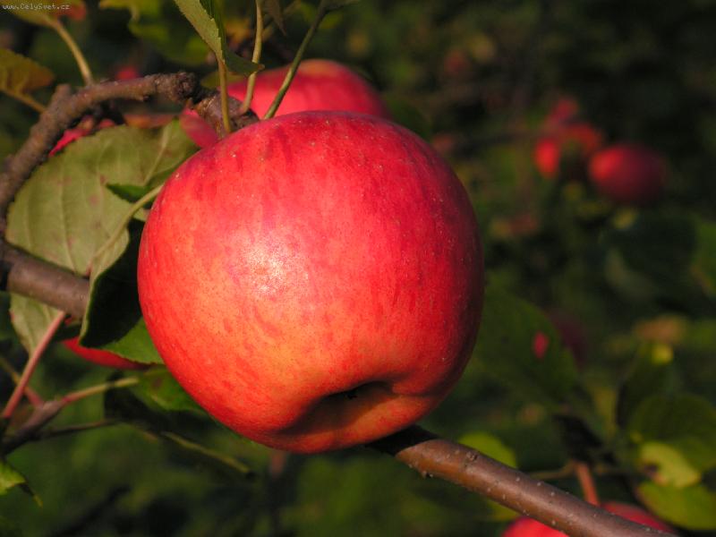 Foto: Tak u� dozr�lo...