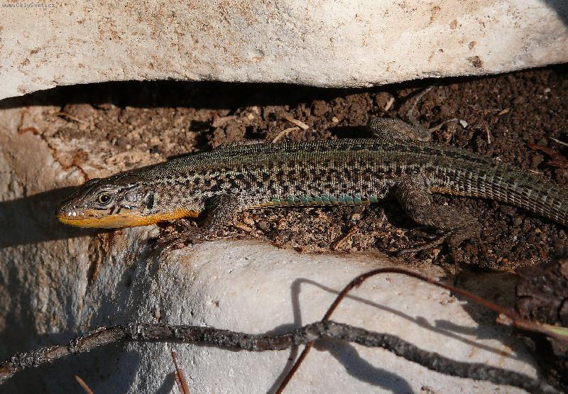 Foto: Je�t�rka-Chorvatsko