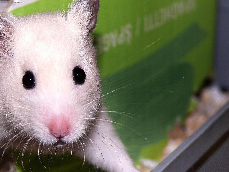 Foto: My��k Stuart Little