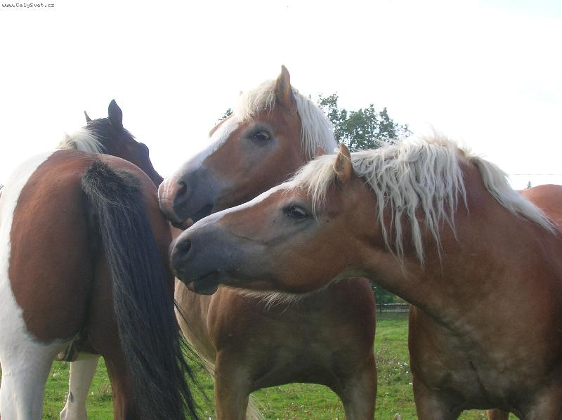 Foto: kon�-co pou��v� za parf�m?