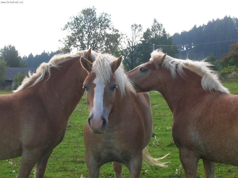 Foto: kon�-Rychle mi dej pusu, a� n�s nevid�