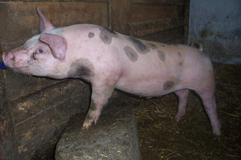 Foto: Bivoj z V�ova ml�na-harlek�n